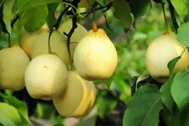 从古梨园到新农店，“中国雪花梨之乡”如何在拼多多开启新篇章？图片