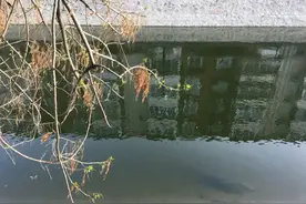 10种最脏鱼排行榜-看看有没有你喜欢吃的鱼图片