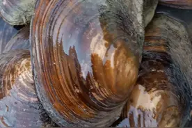 为啥没人吃河蚌了？吃了河蚌有啥危害？听我说说！图片