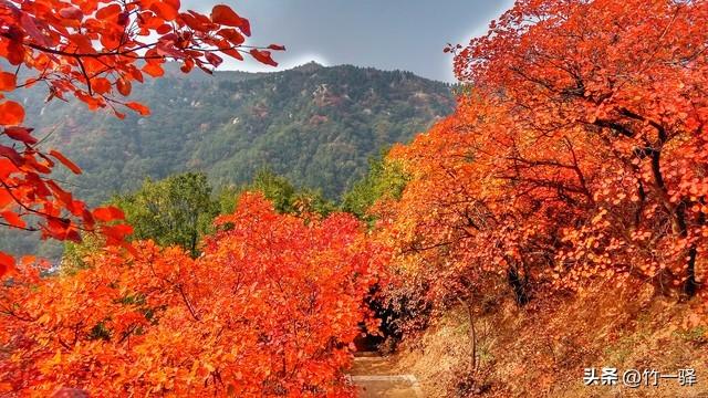 Deepseek和百度AI共同推荐北京红叶区：到北京旅游至少要去三个。
