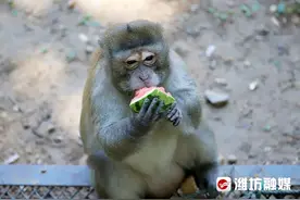 高温炙烤？不怕！动物避暑有“凉方”~图片