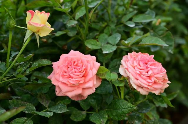 走，一起上春山！清明假期出发观音山，花神约您来见~