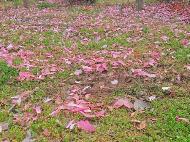 不必远行！汉中武乡万亩花田浪漫上线