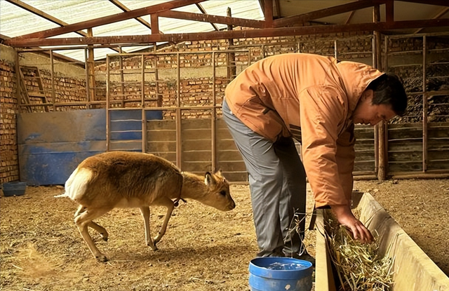 野外仅200多只！青海两兄弟8年捡59只回家，每只都给起名字