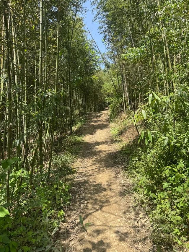成都1h直达5000亩竹林，不费腿0门票，徒步挖笋玩水遛娃天花板！
