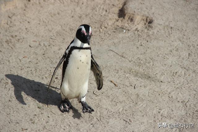南部非洲：南非开普敦企鹅岛