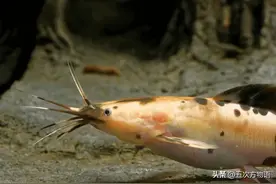 五花八门的鲇鱼家族图片