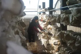 石家庄灵寿｜小蘑菇撑起乡村振兴“致富伞”图片