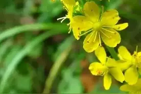 龙芽草，被称为“草中人参”，别称仙鹤草，实为野味之佳品图片