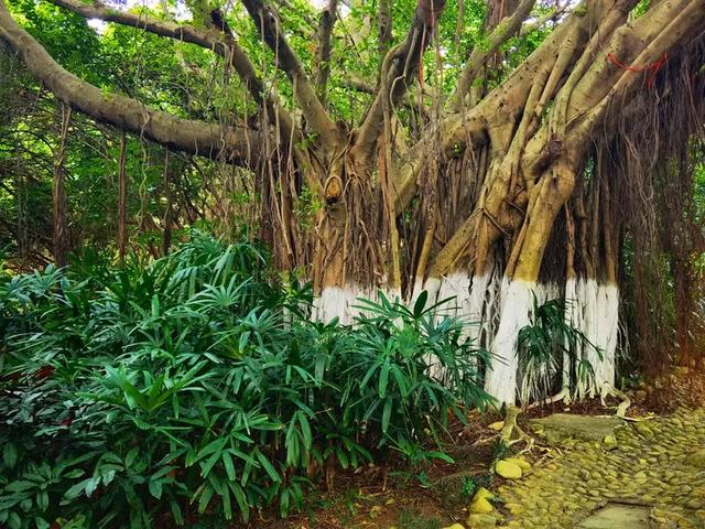 “若得一日闲 山中品千年” 游泉州清源山