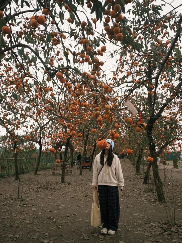 就这一口柿子，盼到冬天了！