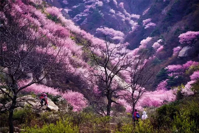 来陕西赴春约｜秦岭深处的 “粉色星球”，藏着治愈的生态秘境