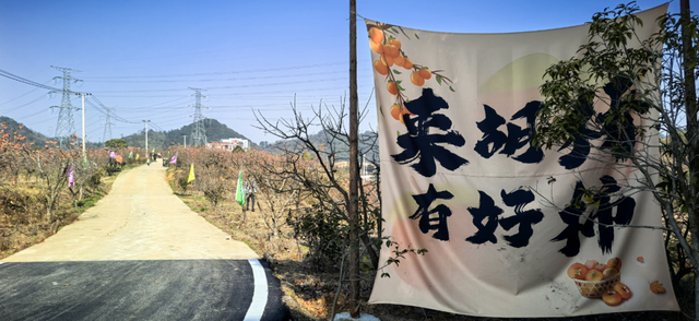 限定美景！九江这个小山村藏着千亩 “红灯笼”