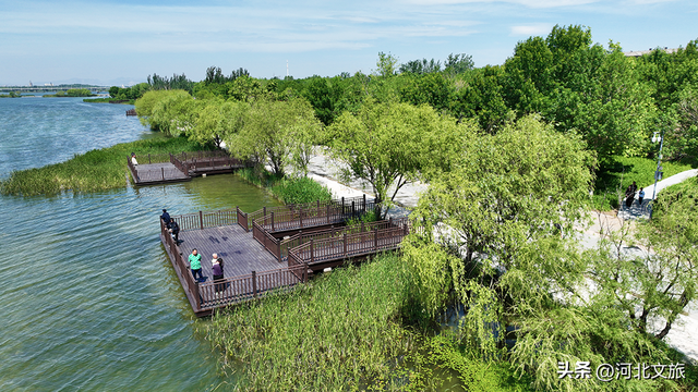 亲水观景！滹沱河晓月湖湿地提升后美爆了