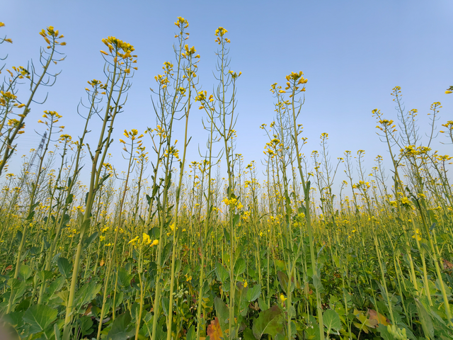 三水万亩油菜花海盛放，邀您共赴金色之约！