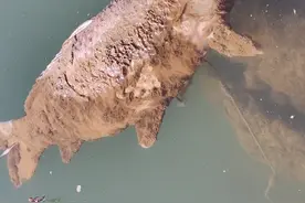 陕西男子发现巨型鲤鱼尸体，身上还挂着一枚大鱼钩，谁干的？图片