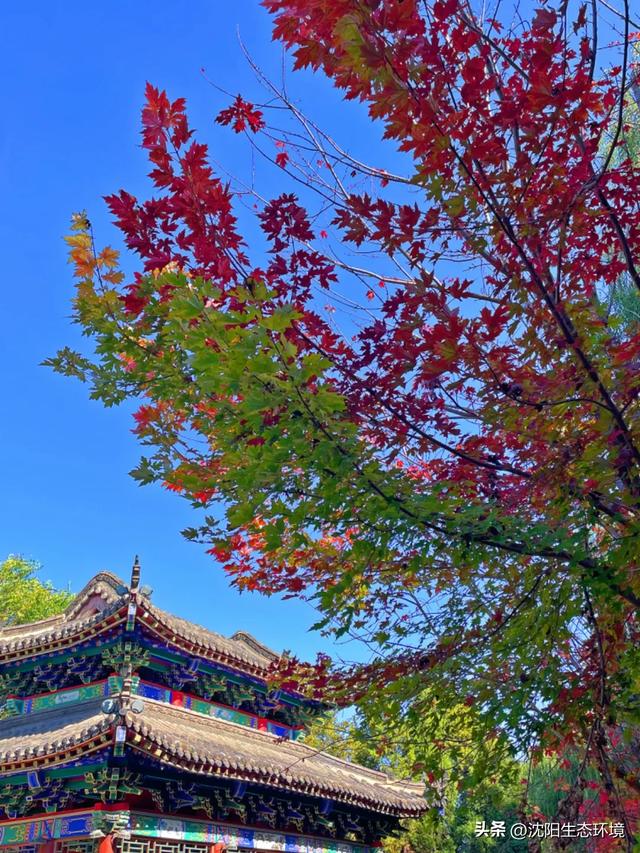 发现沈阳生态之美 | 美到窒息！沈阳赏秋地图发布