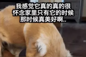 担心大金毛无聊，就添了个小金毛，结果...熊孩子也太烦狗了！”图片