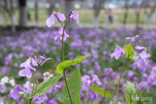 紫韵扮靓城市街角，江苏昆山花桥金融大道附近二月兰盛放美如画