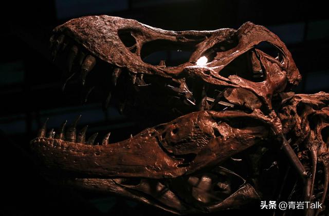 触摸砂纸质感鲸皮，见证恐龙生死搏斗，这座博物馆让孩子爱上自然