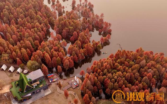 南昌水杉秘境，绝美！