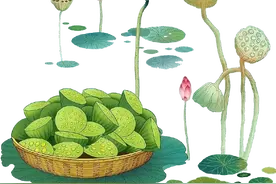 荷花莲蓬莲子图图片