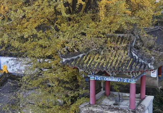 绚烂！千山木鱼庵古银杏黄了