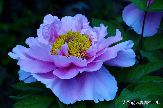 极美洛阳城牡丹迎春吐蕾绽放