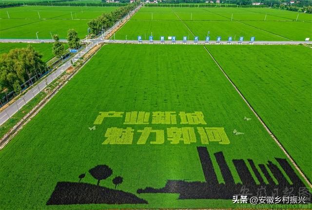 安徽庐江：“彩色稻田画”绘就乡村好风光