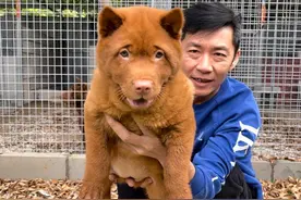 中华田园犬哪个品种好？这七种狗都是热门“本土神犬”图片