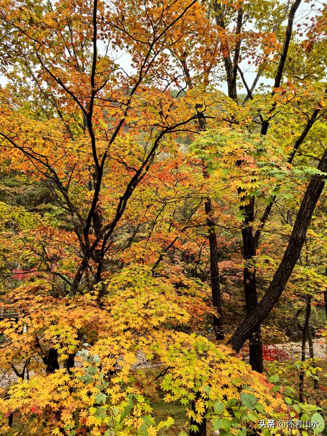 2025辽宁赏秋之旅日记(2)——游览丹东蒲石河森林公园