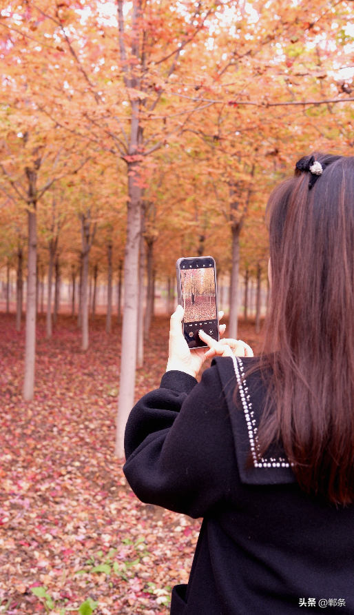一起感受峰峰的枫