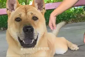 如何养出一只善解人意、听话的土狗？教你3个关键方法。图片