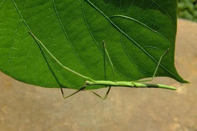 别卷作业了，卷卷大自然！韶关秋日研学，让娃成为朋友圈最酷的崽