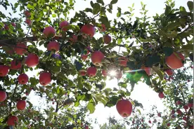 静宁百万亩苹果迎来丰收——硕果盈枝促增收图片