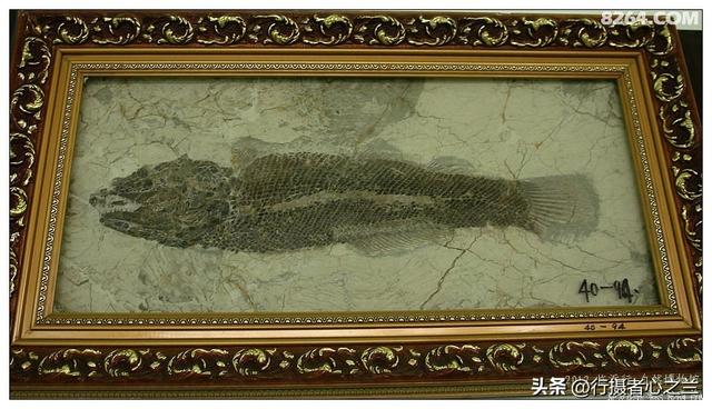 山东行游影记（30）—平邑天宇自然博物馆（五）