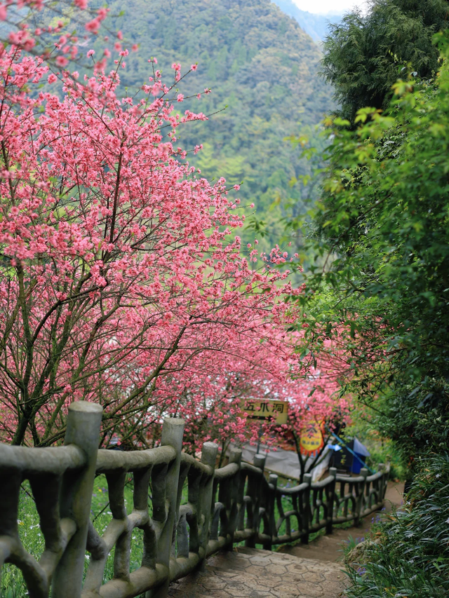 春假必看！成都周边1.5h亲子徒步，3公里徒步赏花拿奖牌轻松get！