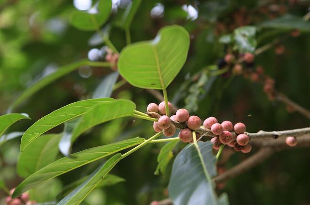 人间烟火气，最抚凡人心之平乐古镇（原创）