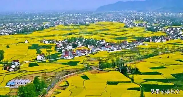 散文·汉中四月，油菜金黄·