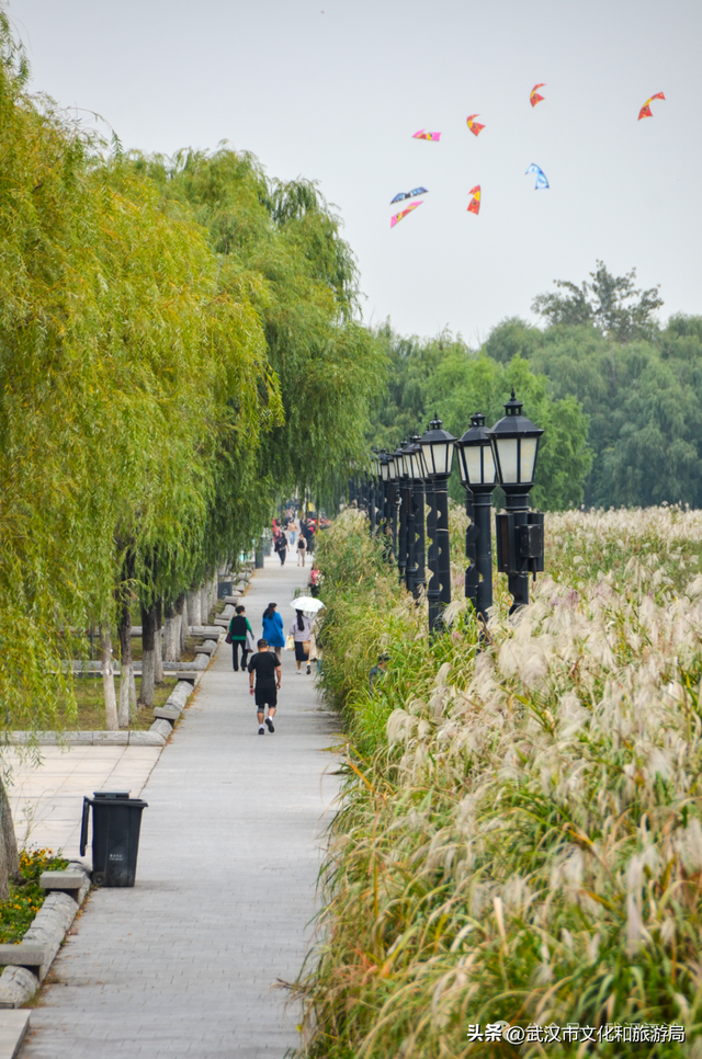 芦花不够看？江滩的银杏已经美疯了！