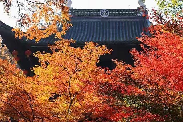 霜降已到全国红叶上线中！这四大“出片宝地”美到封神！