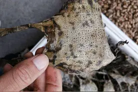 蛤蟆皮内服抗癌止血，外敷止癌痛图片