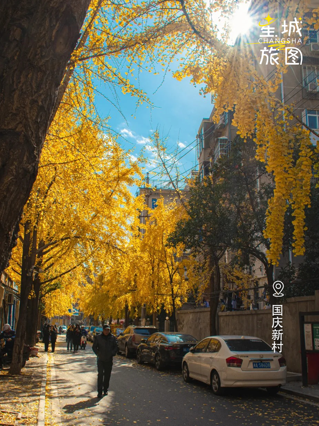 星城鎏金，银杏逐光