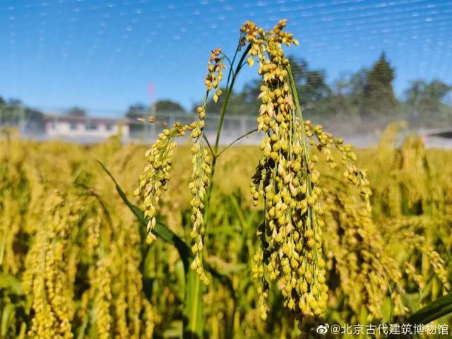 博物馆秋之旅丨与金秋相遇,这里有最美的古都秋色!