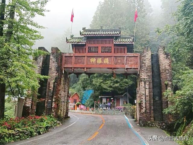 四川又一高山杜鹃惊艳了，刚好进盛花期，云海中的花园，非常唯美