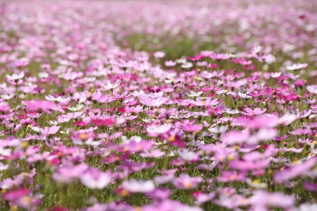 百千万工程“花”样答卷！德庆冠旭电子产业园惊现格桑花海，一起来打卡工业风浪漫吧~