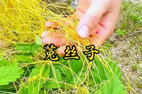 黄豆的寄生植物菟丝子，无根无叶，人称豆阎王，豆寄生，有啥价值图片
