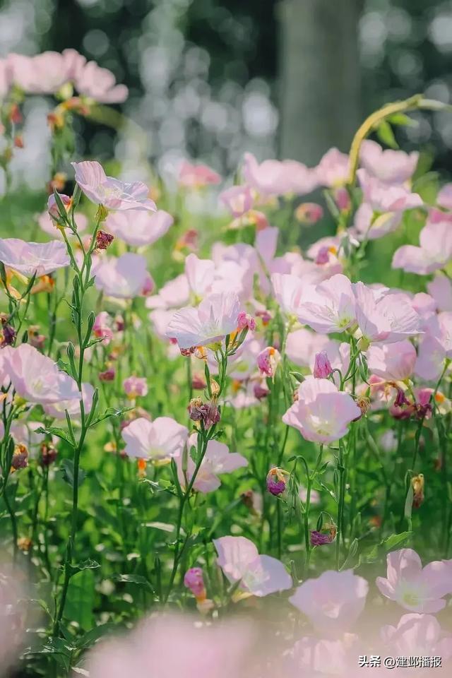 江心洲大片粉色花海,本周迎来盛放期