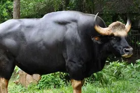 四川小山村出现野牛，强行进入村民牛圈，对母牛霸王硬上弓图片