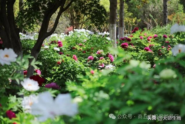 商丘市日月湖景区牡丹花开